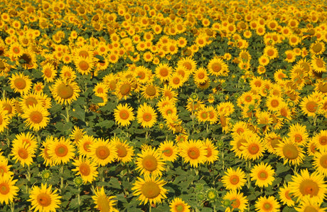 206 Best DIY Sunflower Decor Ideas For Kitchens