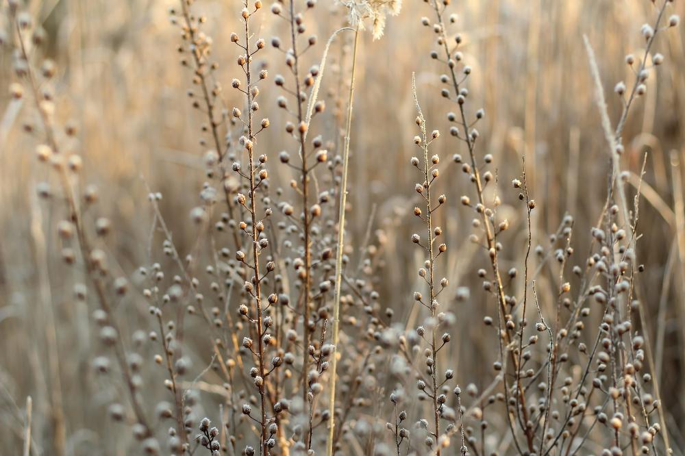 Linseed Flax Oil Plant